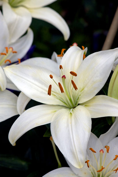 white-lily-flowers